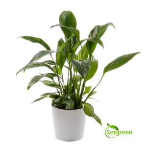 Peace Lily (Spathiphyllum Miniature)