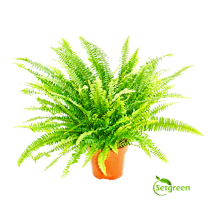 Fern Emina Gold