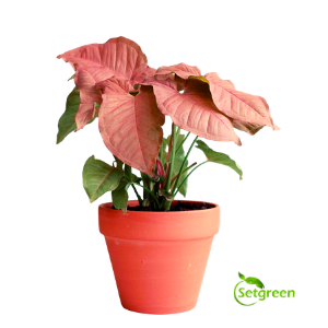 Pink Syngonium