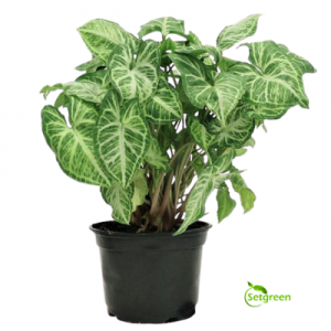 Syngonium Variegated