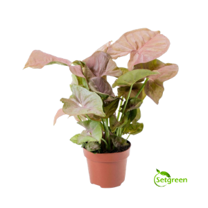 Syngonium plants combo pack 