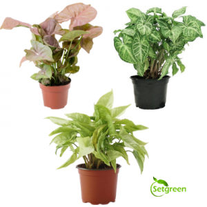 Syngonium plants combo pack 