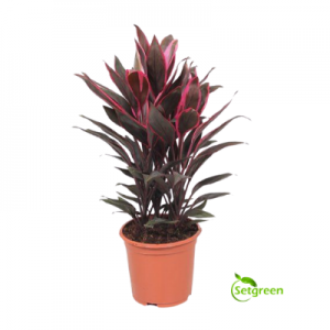 Dracaena Mahatma