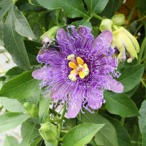 Passion flower purple