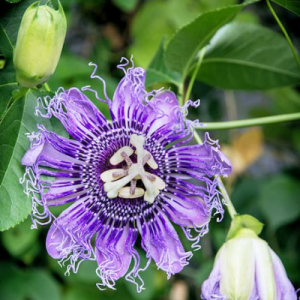 Passion flower purple