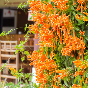 Flaming Trumpet Plant