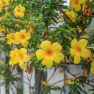 Allamanda Yellow Creeper