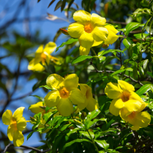 Allamanda Yellow Creeper