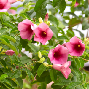 Allamanda Purple Creeper