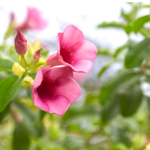 Allamanda Purple Creeper