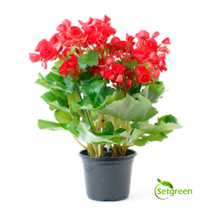 Begonia Red