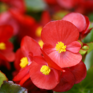 Begonia Red