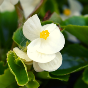 Begonia White