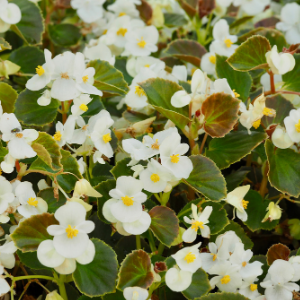 Begonia White