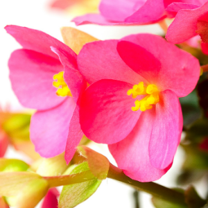 Begonia Pink