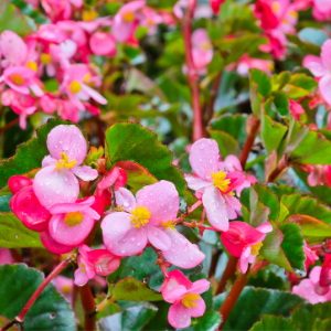 Begonia Pink