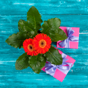 Gerbera red - Plant