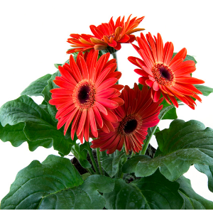 Gerbera red - Plant