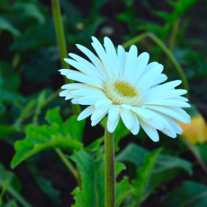 Gerbera white - Plant