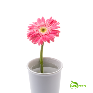 Gerbera Pink - Plant