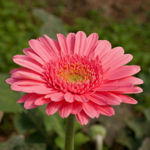 Gerbera Pink - Plant