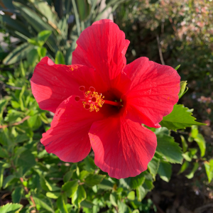 Hibiscus red plant