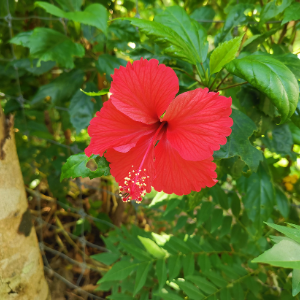 Hibiscus red plant