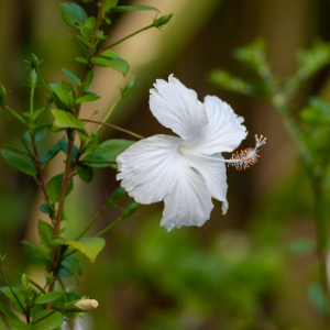 Hibiscus white plant