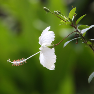 Hibiscus white plant