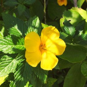 Hibiscus yellow plant