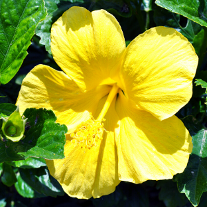 Hibiscus yellow plant