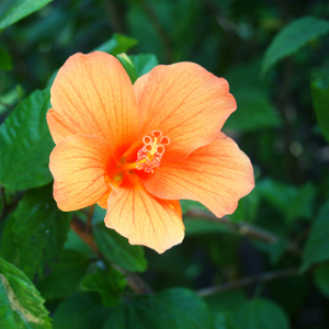 Hibiscus Orange Plant