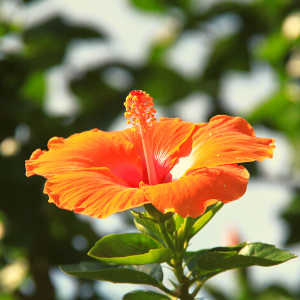 Hibiscus Orange Plant