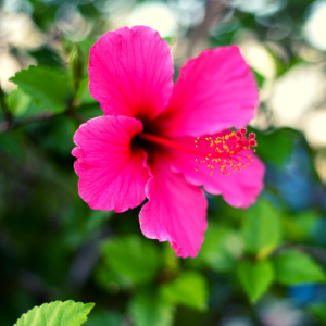 Hibiscus Pink Plant