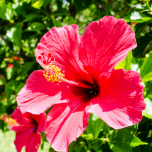 Hibiscus Pink Plant