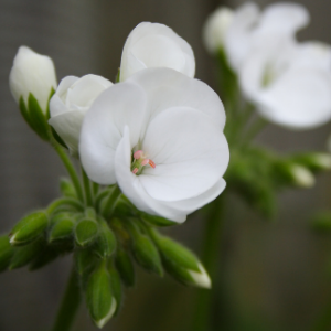 Geranium White - Plant