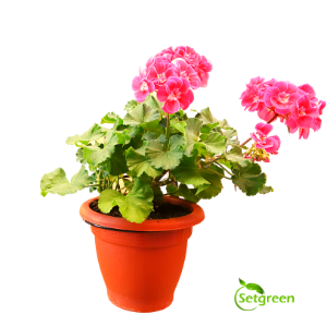 Geranium Pink - Plant