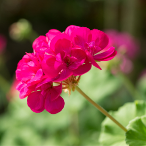 Geranium Pink - Plant