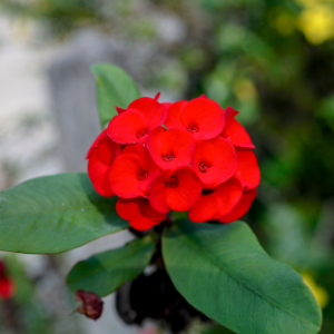 Euphorbia red