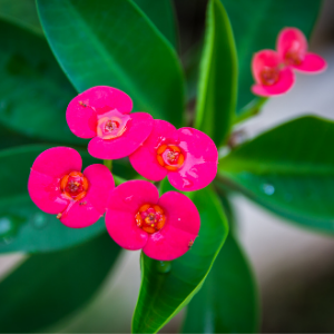 Euphorbia red