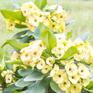 Euphorbia yellow
