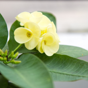 Euphorbia yellow