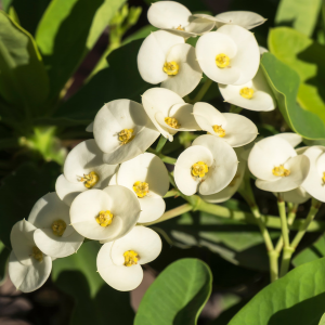 Euphorbia white