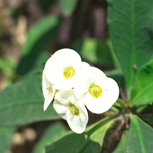 Euphorbia white