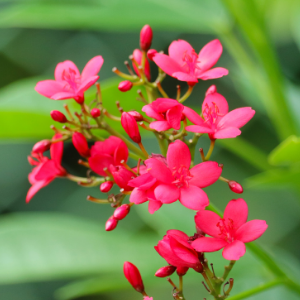 Jatropha Red