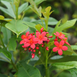 Jatropha Red