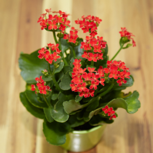 Kalanchoe Red