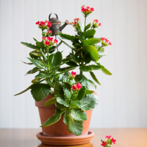 Kalanchoe Red