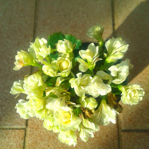 Kalanchoe White