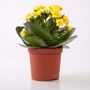 Kalanchoe Yellow